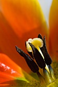 Pistil and stamens of an orange tulip