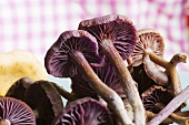 Laccaria mushrooms