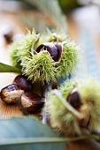 Fresh sweet chestnuts on a table