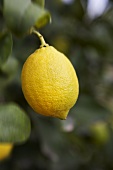 Lemon on the tree with leaves