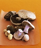 Assorted mushrooms on paper