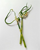 Luftzwiebel (Allium cepa var. proliferum)