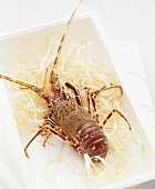 Spiny lobster in a polystyrene box