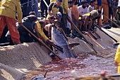 Fishermen taking tuna out of net, Sicily