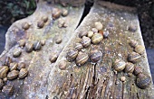 Snail-breeding in Burgundy
