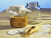 Grains of wheat in a sprouting jar (for wheatgrass)