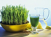 Wheatgrass with a glass of wheatgrass juice