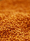 Red lentils, full-frame