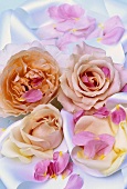 Pink roses on white fabric