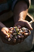 Hands holding freshly picked pistachios