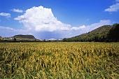 Vialone rice field