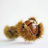 Two sweet chestnuts in opened shell