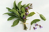 Bunch of sage with flowers