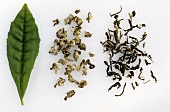 Frisches Teeblatt, getrockneter Gunpowder und Sencha