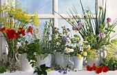 Various herbs in jugs in front of a window