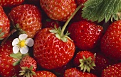 Erdbeeren, bildfüllend