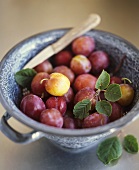 Red mirabelles in a colander