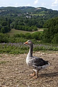 A goose in Dordogne, France