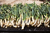 Spring onions being grilled (Spain)