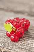 Rote Johannisbeeren mit Wassertropfen