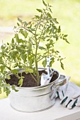 A tomato plant in a pot with a trowel