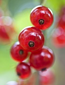 Rote Johannisbeeren