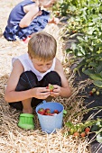 Kinder pflücken Erdbeeren im Erdbeerfeld