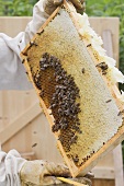 A beekeeper holding up a honeycomb of bees