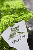 French parsley in a garden (with a sign)