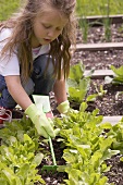 Kleines Mädchen lockert die Erde im Gemüsebeet