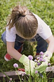 A child cutting chives in a flower bed