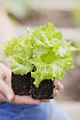 Hände halten Salatpflanzen