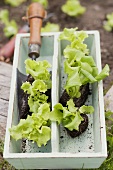 Lettuce plants and a garden trowel in a carrying basket