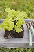 Lettuce plants and garden tools
