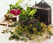 Freshly picked culinary herbs and roses