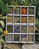 Assorted dried culinary and medicinal herbs in type case