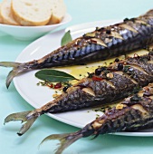 Marinated grilled mackerel
