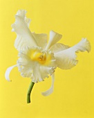 White orchid (Cattleya)