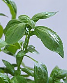 Sprig of basil