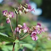 Himalayan or Indian balsam (Impatiens, Bach flowers ingredient)