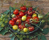 Schale mit Tomaten und Dillblüten