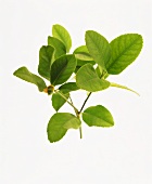 An apple tree shoot with leaves