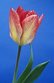 A tulip ('Flaming Purissima')