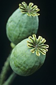 Opium poppy seed pods