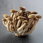 Beech mushrooms (Buna shimeji)