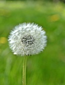 A dandelion clock in a field