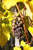 Furmint grapes for Aszu wine, Tolcsva, Tokaj, Hungary