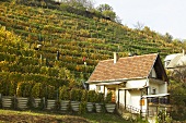 Vineyard near Tokaj, Hungary