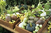Autumn decoration: ornamental cucumbers & ornamental gourds
