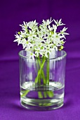 Ramsons (wild garlic) flowers in a glass